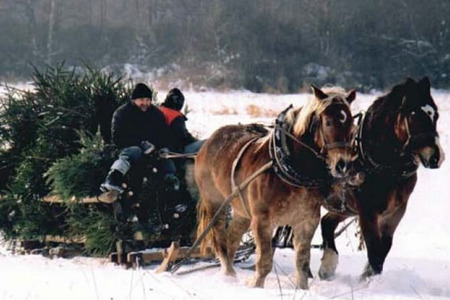 Nieczęsto spotykamy już taki obrazek. Fot. Edward Marszałek (źródło: lasy.gov.pl)