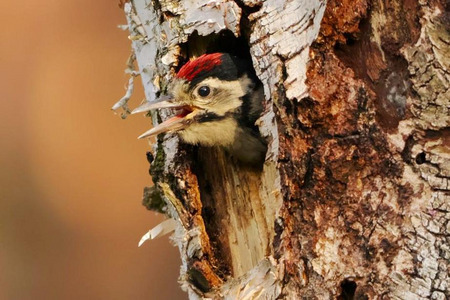 fot. Regionalna Dyrekcja Ochrony Środowiska w Bydgoszczy